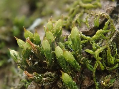 Orthotrichum pallens, photographed by Christian Berg