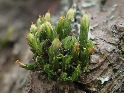 Orthotrichum pallens, photographed by Christian Berg
