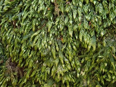 Taxiphyllum wissgrillii, photographed by Christian Berg