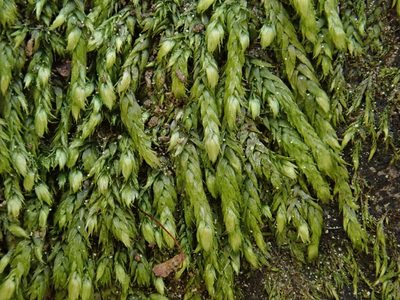 Taxiphyllum wissgrillii, photographed by Christian Berg