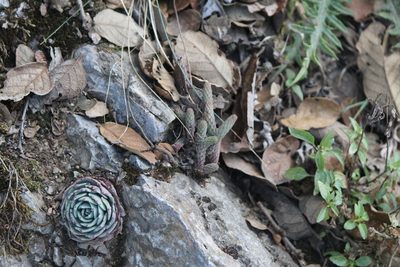 Sedum jurgensenii, photographed by José Belem Hernández Díaz