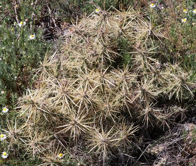 Cylindropuntia davisii, photographed by Catherine C. Galley
