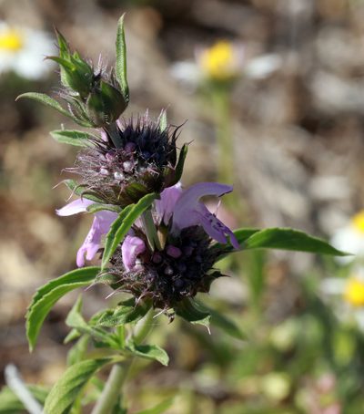Monarda clinopodioides, photographed by Catherine C. Galley
