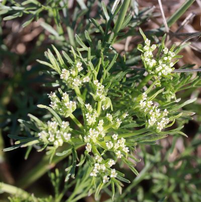 Ammoselinum popei, photographed by Catherine C. Galley
