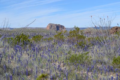 Lupinus havardii, photographed by Cody Stricker