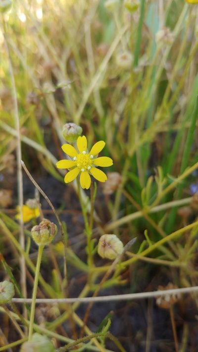 Blennosperma bakeri, photographed by Annie Chang