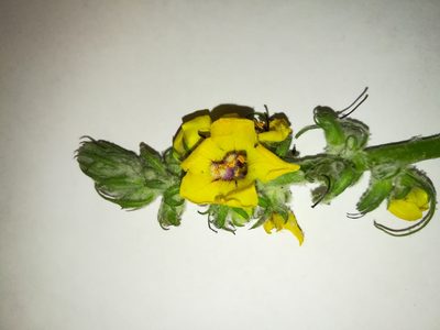 Verbascum boerhavii, photographed by Roland Godon