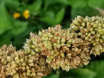Amaranthus hybridus, photographed by Adriana Nelly Correa Sandoval