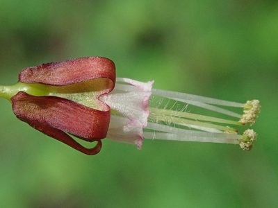 Ribes divaricatum, photographed by Nolan Exe