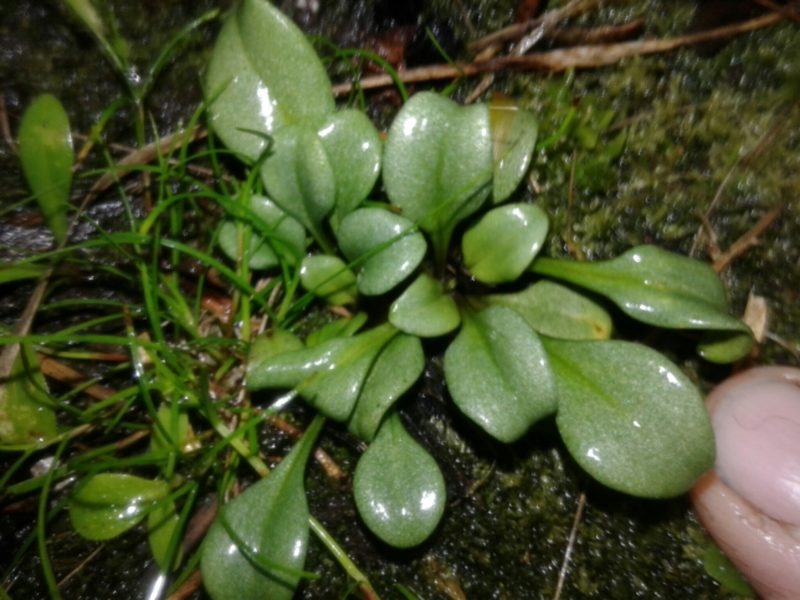 Gentianella stevenii, photographed by Brett Sandford