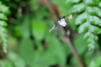 Staurogyne concinnula, photographed by Moogoo Lee