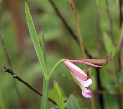 Cleistesiopsis oricamporum, photographed by Lauren McLaurin