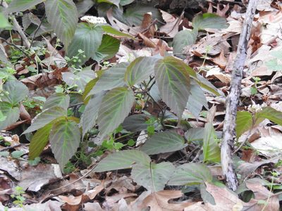 Viburnum setigerum, photographed by Navin Sasikumar