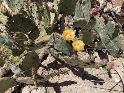 Opuntia camanchica, photographed by CK2AZ