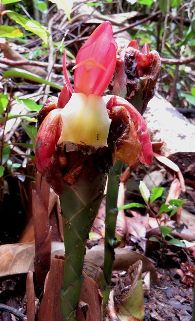 Aframomum angustifolium, photographed by desertnaturalist