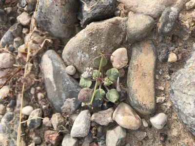 Eriogonum rotundifolium, photographed by Kevin Floyd