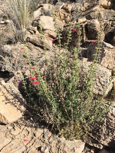 Salvia henryi, photographed by Cecelia Alexander