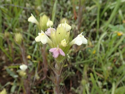 Castilleja rubicundula, photographed by joergmlpts