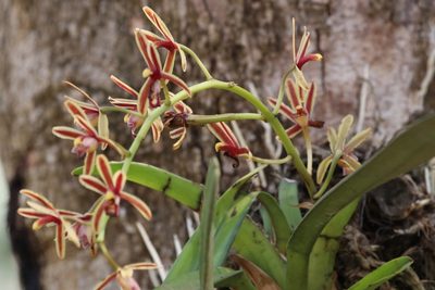 Cymbidium bicolor, photographed by scaup