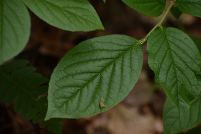 Stewartia malacodendron, photographed by Anthony A Simmons