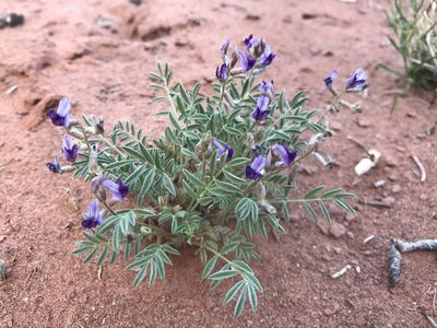 Astragalus desperatus, photographed by Robbie Hannawacker