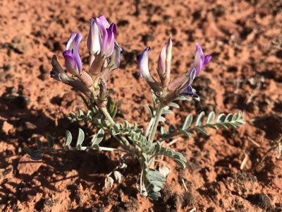 Astragalus amphioxys, photographed by Robbie Hannawacker