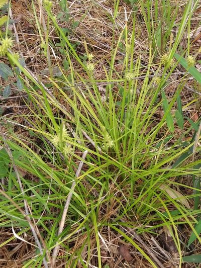 Carex elliottii, photographed by Alpha Wolf