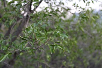 Helietta parvifolia, photographed by Francisco Martínez González