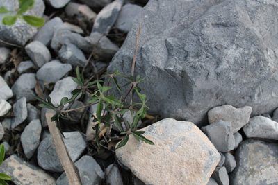 Manihot subspicata, photographed by Francisco Martínez González