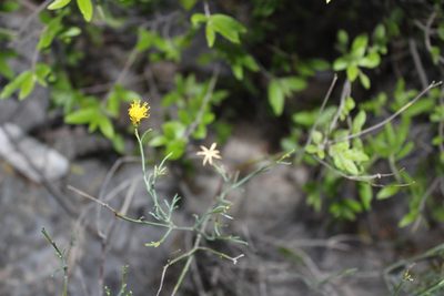 Porophyllum scoparium, photographed by Francisco Martínez González
