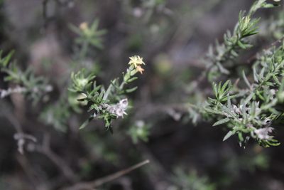 Euploca torreyi, photographed by Francisco Martínez González