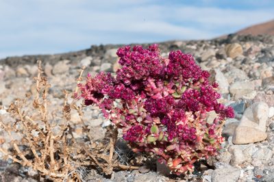 Cistanthe celosioides, photographed by Jorge Herreros de Lartundo