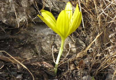 Sternbergia clusiana, photographed by Kristof Zyskowski