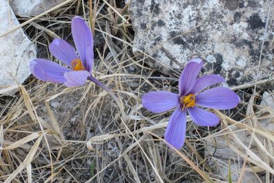 Crocus cancellatus, photographed by Kristof Zyskowski