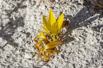 Sternbergia clusiana, photographed by Kristof Zyskowski