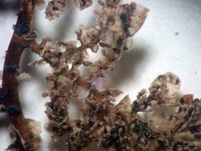 Lepidolaena taylorii, photographed by Peter de Lange