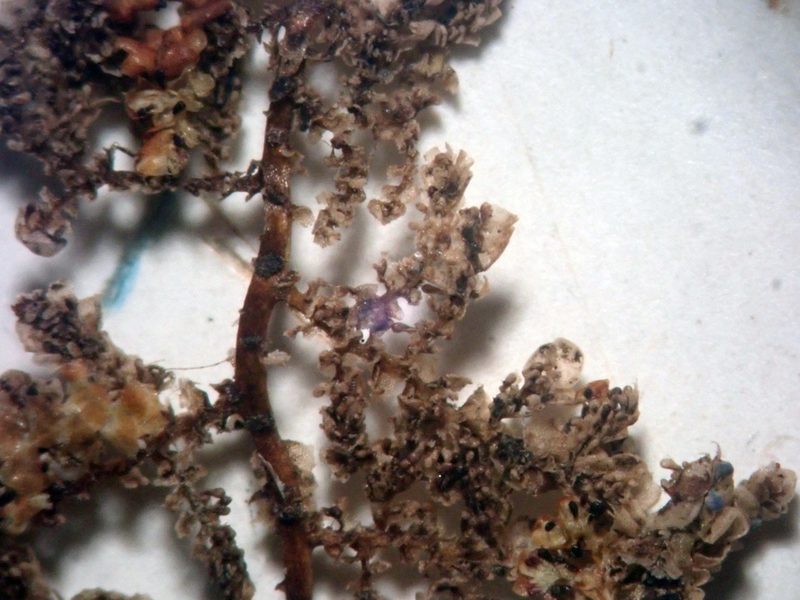 Lepidolaena taylorii, photographed by Peter de Lange