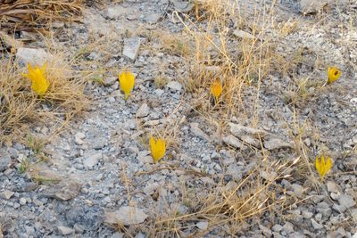 Sternbergia clusiana, photographed by Kristof Zyskowski