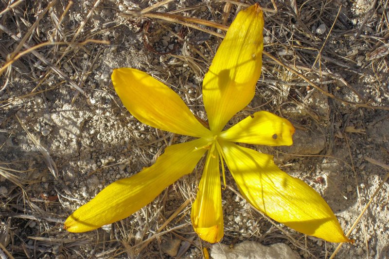 Sternbergia clusiana, photographed by Kristof Zyskowski
