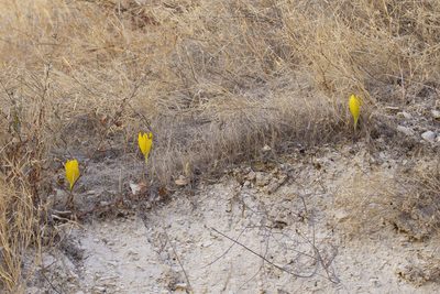Sternbergia clusiana, photographed by Kristof Zyskowski