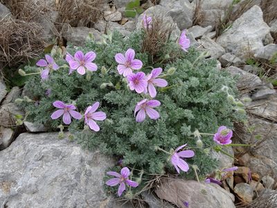 Erodium foetidum, photographed by Thomas Koffel