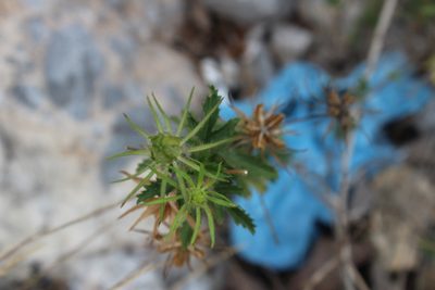 Hibiscus acicularis, photographed by Francisco Martínez González