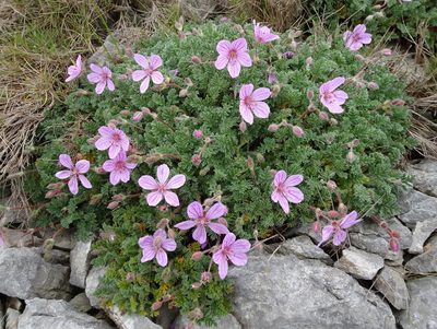 Erodium foetidum, photographed by Thomas Koffel