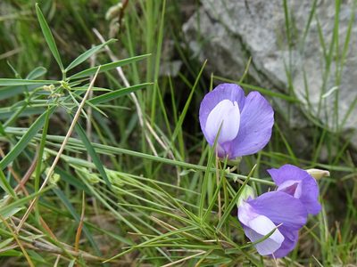 Lathyrus filiformis, photographed by Thomas Koffel