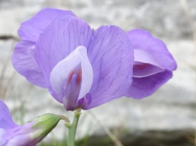 Lathyrus filiformis, photographed by Thomas Koffel