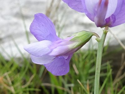 Lathyrus filiformis, photographed by Thomas Koffel