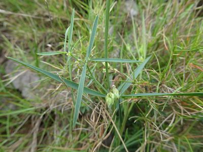 Lathyrus filiformis, photographed by Thomas Koffel