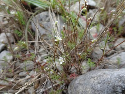 Scandix australis, photographed by Thomas Koffel