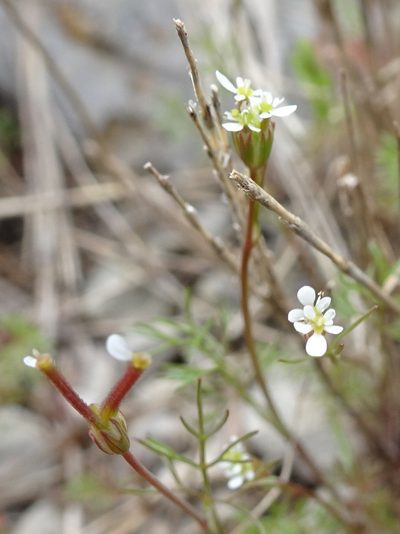 Scandix australis, photographed by Thomas Koffel