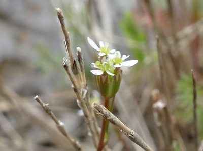 Scandix australis, photographed by Thomas Koffel